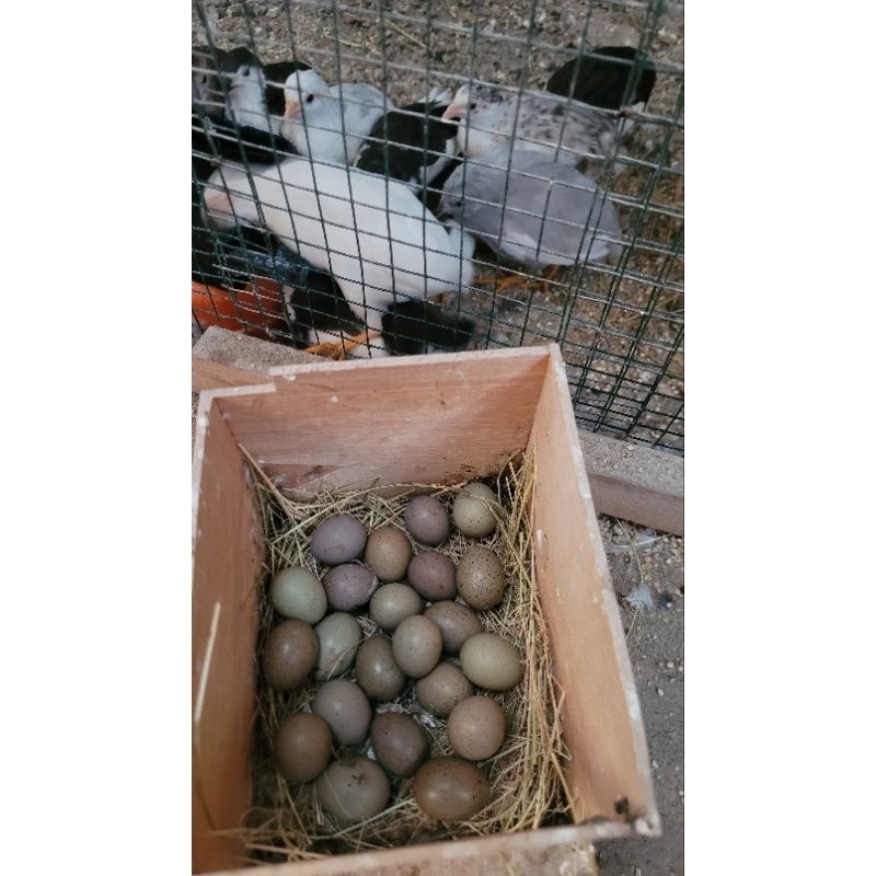 

Telur Puyuh Batu Fertil