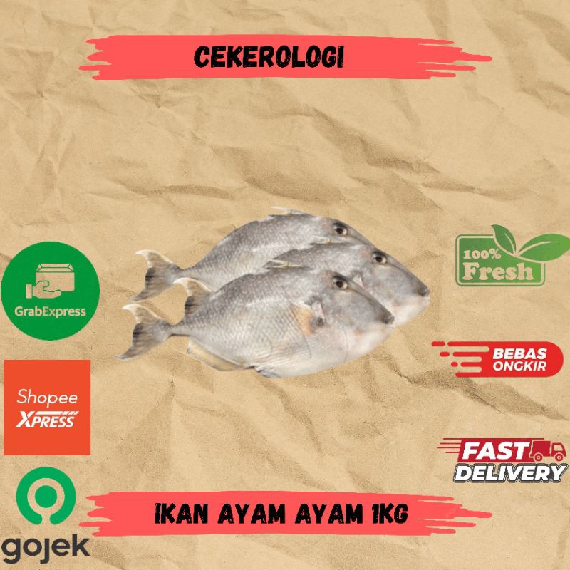 

Ikan Ayam Ayam 1kg / Ikan Ayam Ayam / Ikan Ayam Ayam Fresh Berkualitas / JABODETABEK / Ikan Segar / Ikan