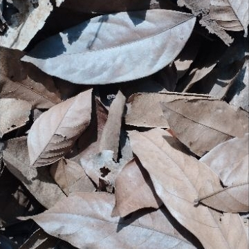 

Daun Jengkol Kering 100 gr