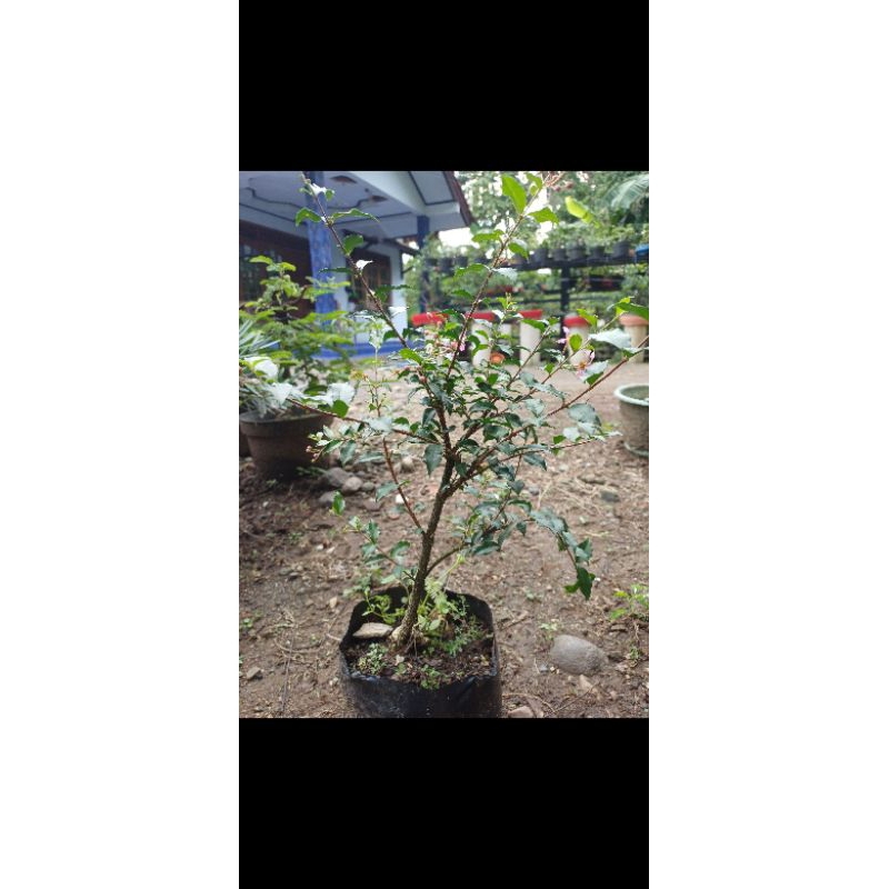 Bahan bonsai sakura mikro