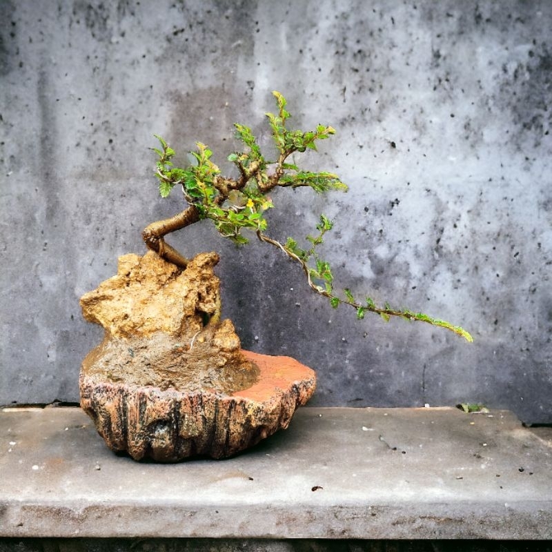 RZ Bonsai-Ulmus Micro Varigata OTR