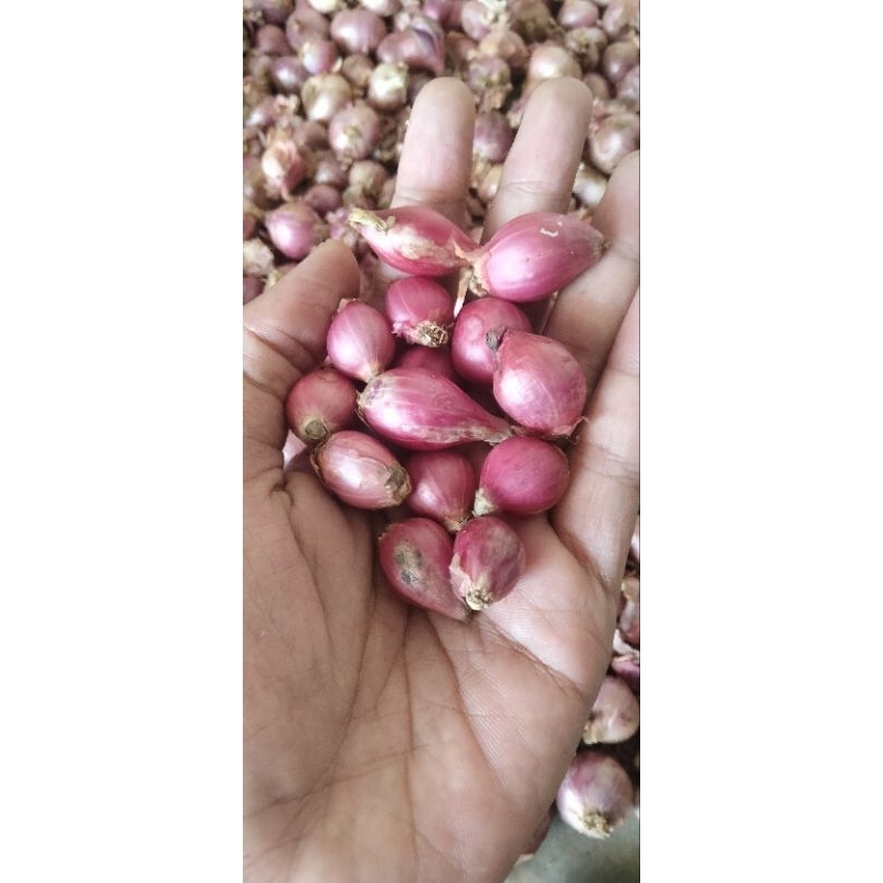 

bawang merah ukuran kecil_bumbu dapur_penyedap rasa_cod