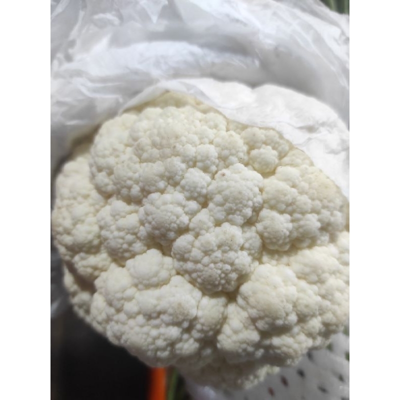 

SAYUR KEMBANGKOL ORGANIK PER BUAH / JAMIN SEGAR