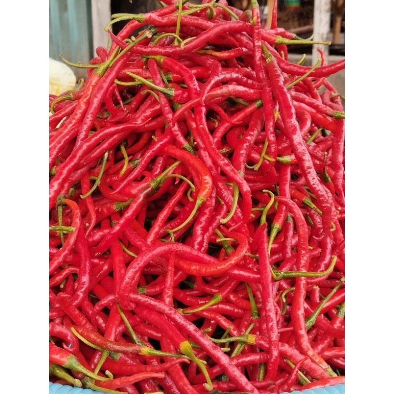 

cabe darek alahan panjang asli