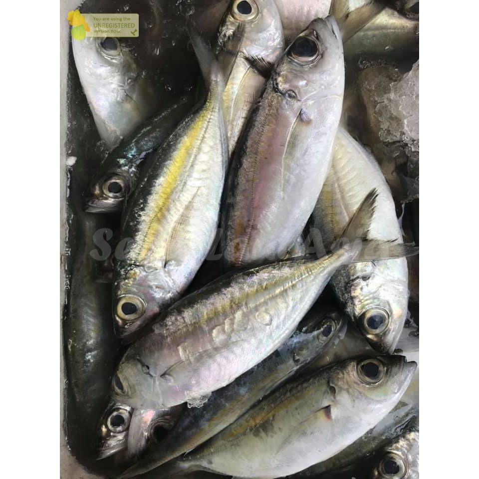 

Ikan Kembung Bentong Segar Ikan Kembung Mata Belo 1Kg