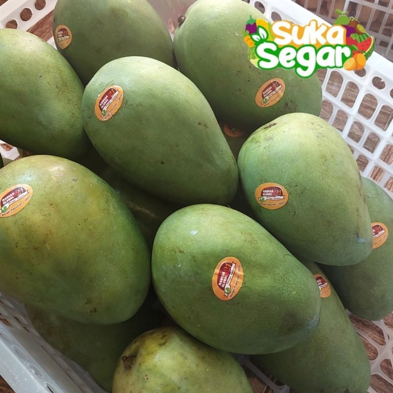 

Mangga Alpukat Bangil Asli Manis Segar