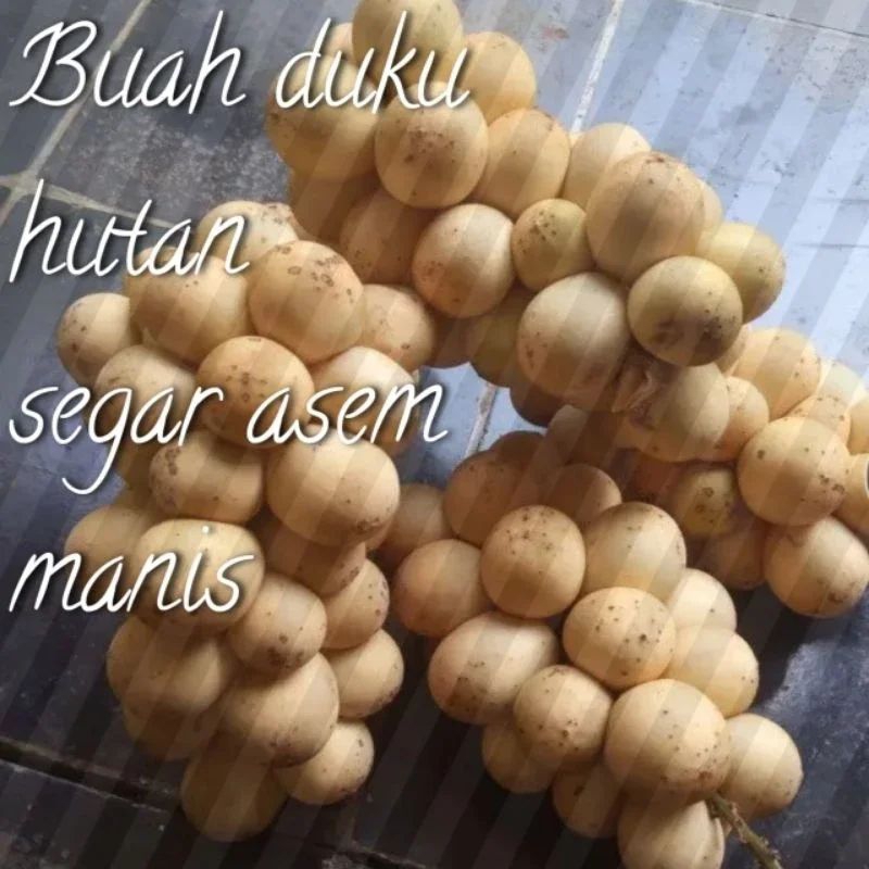 

BUAH KOKOSAN,DUKU HUTAN fres 1 kg