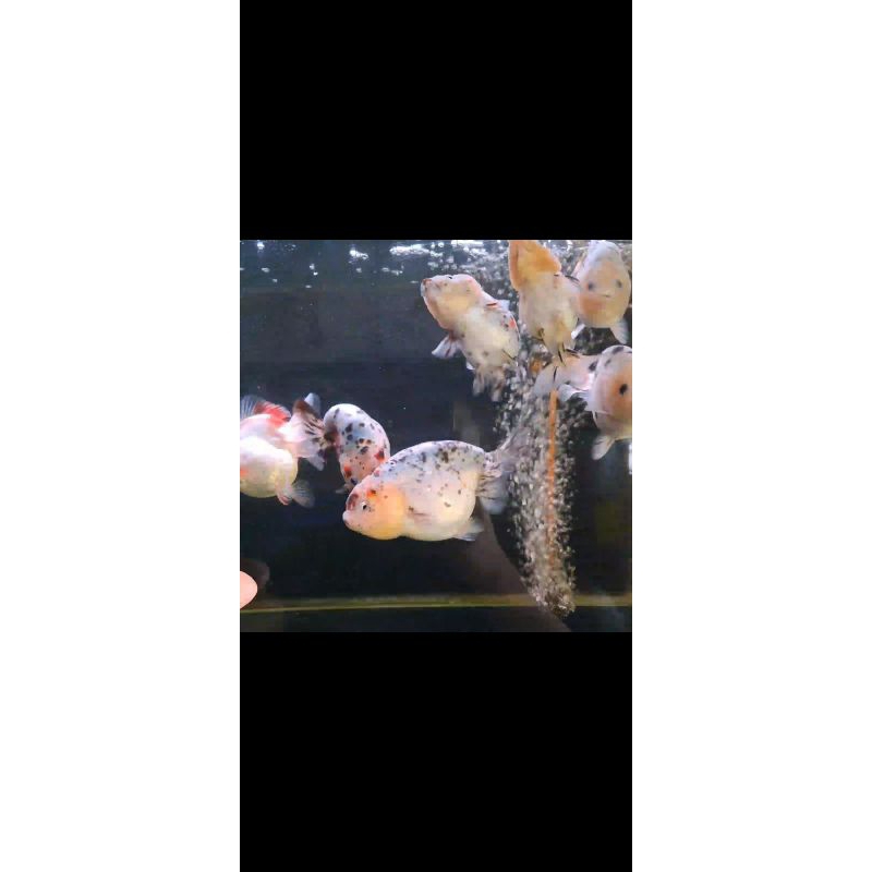 ikan mas koki ranchu sapi +- 8cm
