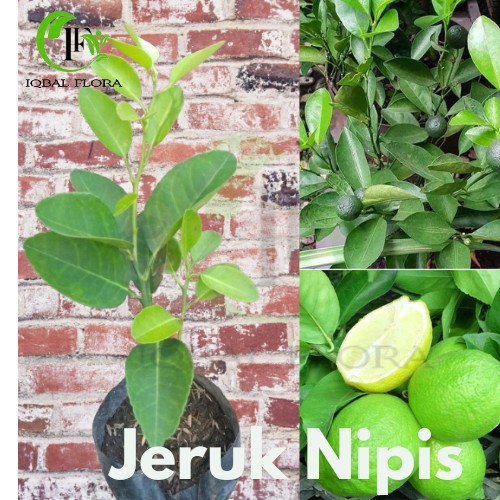 Bibit Jeruk Nipis Tanaman jeruk nipis