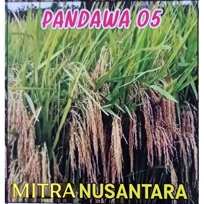 Benih padi unggul malai panjang "PANDAWA 05"