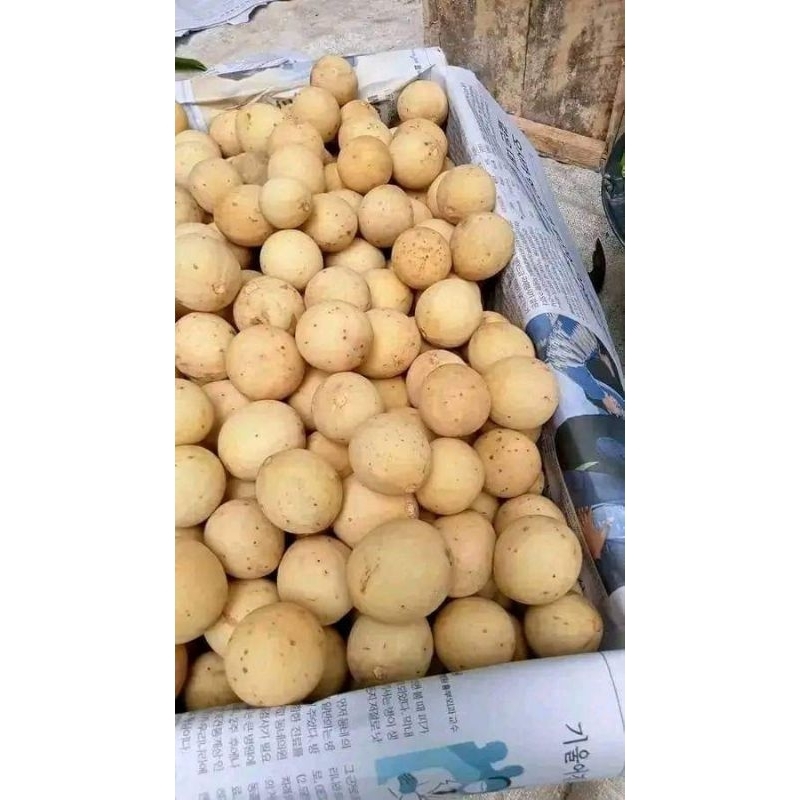 

Duku manis per 1kg