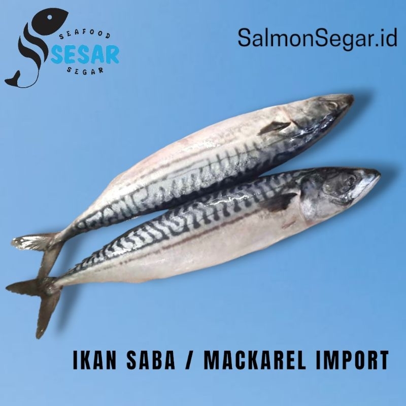 

Ikan Saba Norwegia - Mackarel Impor