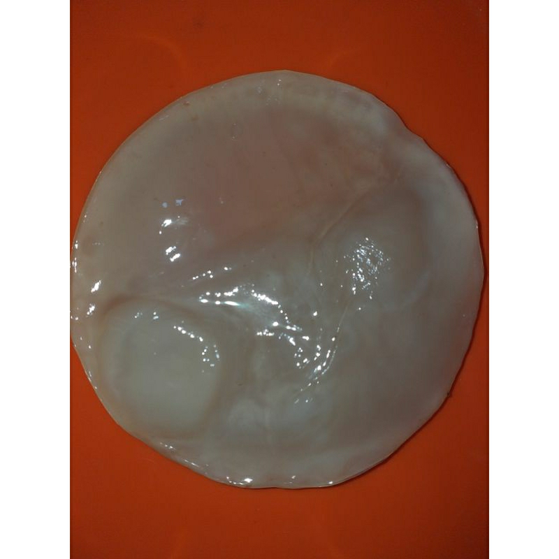 

scoby/Starter/Bibit/Jamur Kombucha