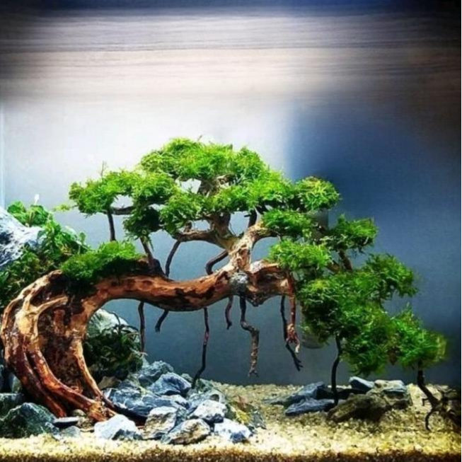 dekorasi hiasan aquarium pohon bonsai doyong besar 30x15cm aquascape include moss