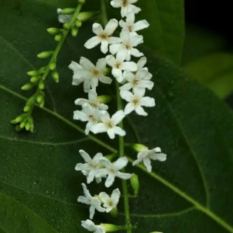 bunga mayang sari tanaman Citharexylum spinosum