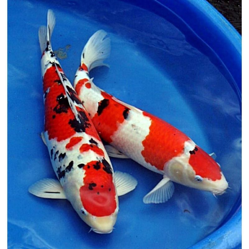

PAKET 2 EKOR KOI SHANKE UKURAN 27-30CM BERKUALITAS