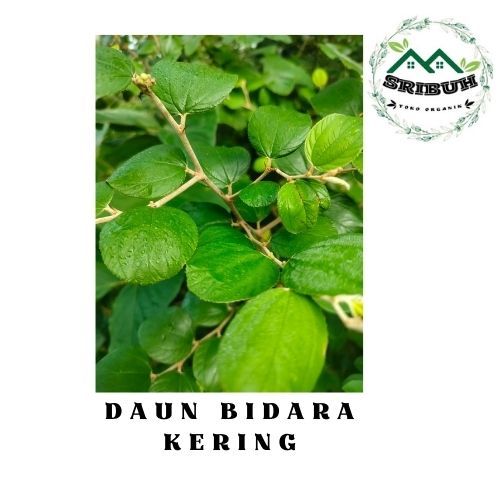 

Daun Bidara Kering Murah dan Berkhasiat