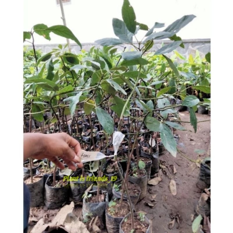 BIBIT TANAMAN BUAH ALPUKAT HASS OKULASI SUPER ORIGINAL