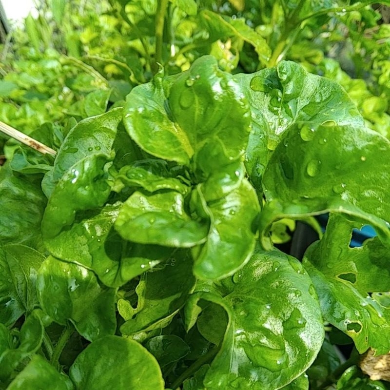 

Bayam Brazil Segar Bayam Kriting Brazilian Spinach Alternanthera Sissoo