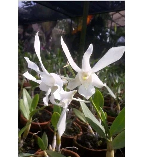 anggrek caesar white