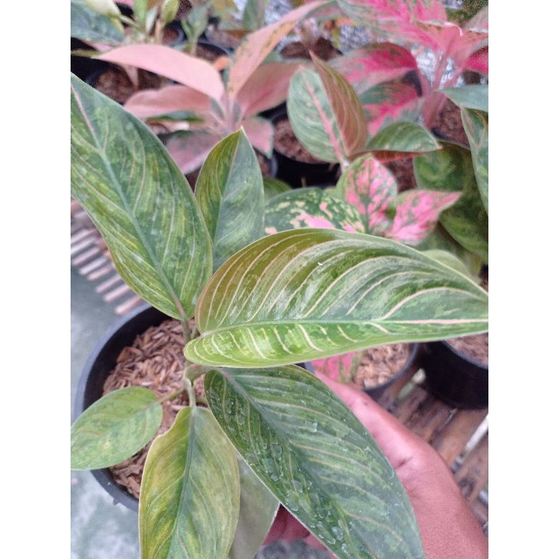 aglonema black kresna