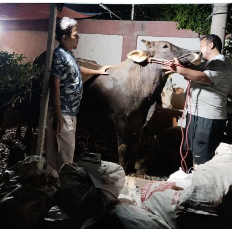 

Qurban Patungan Sapi untuk 7 orang