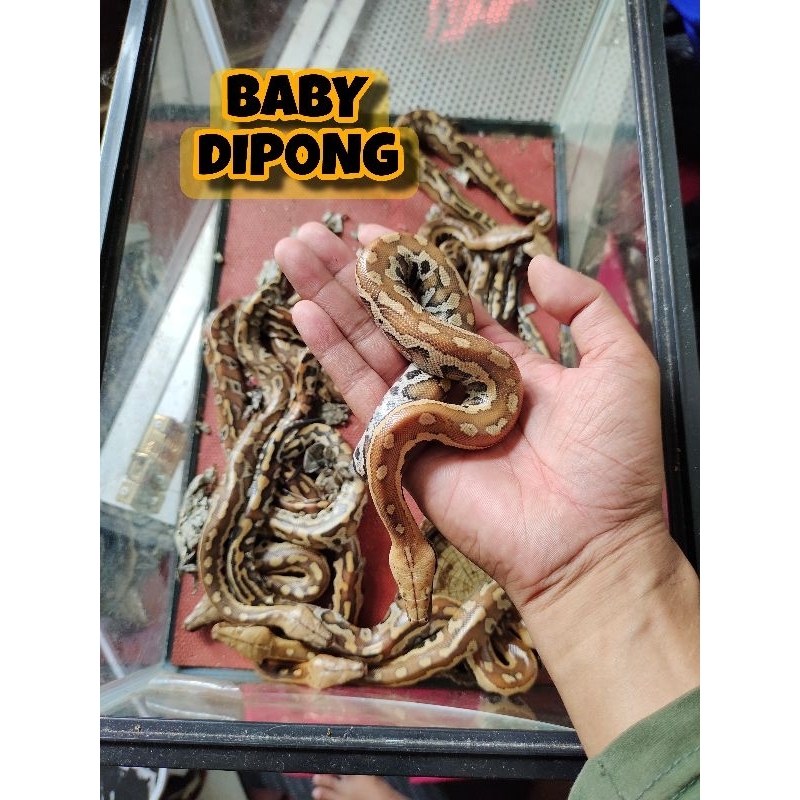 Dipong