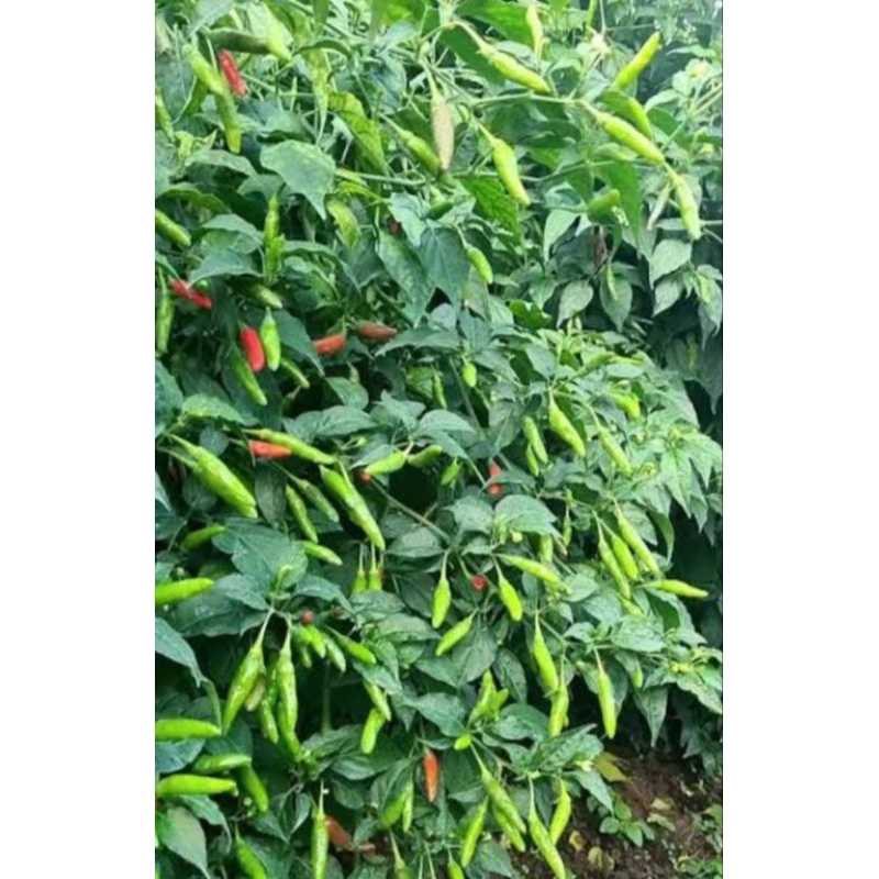 30 biji Benih cabe rawit Lokal Siramos repack