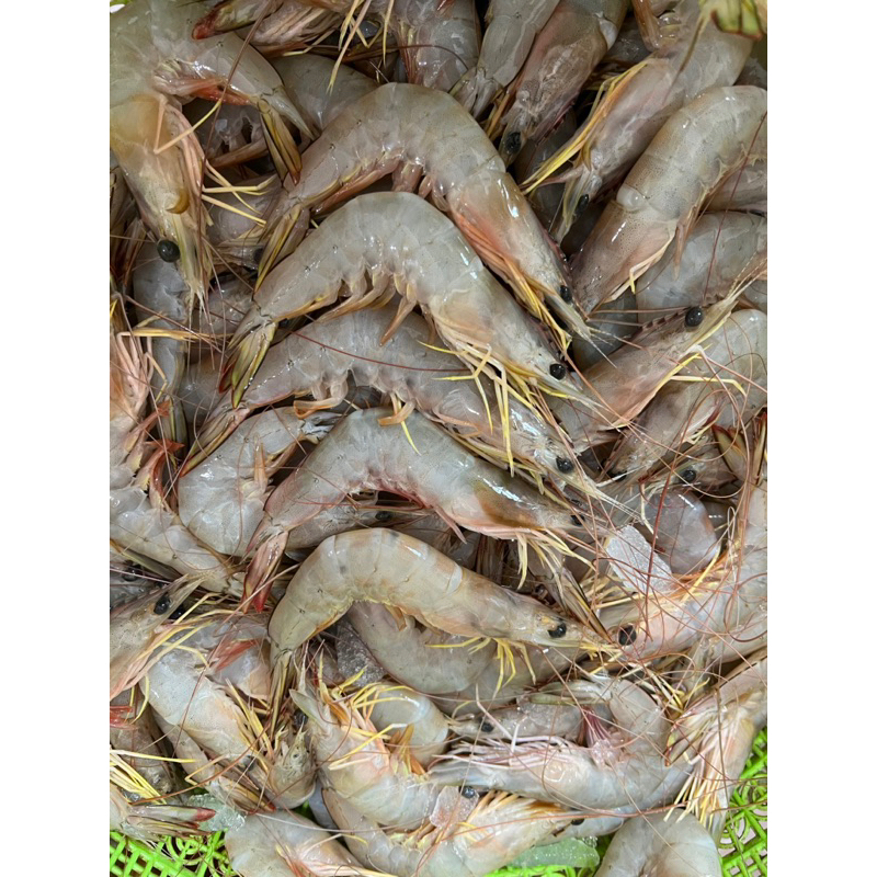 

Udang Laut Peci Terjamin Segar dan Berkualitas By FreshGoods