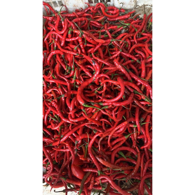

CABAI KRITING MERAH FRESH 500GRAM