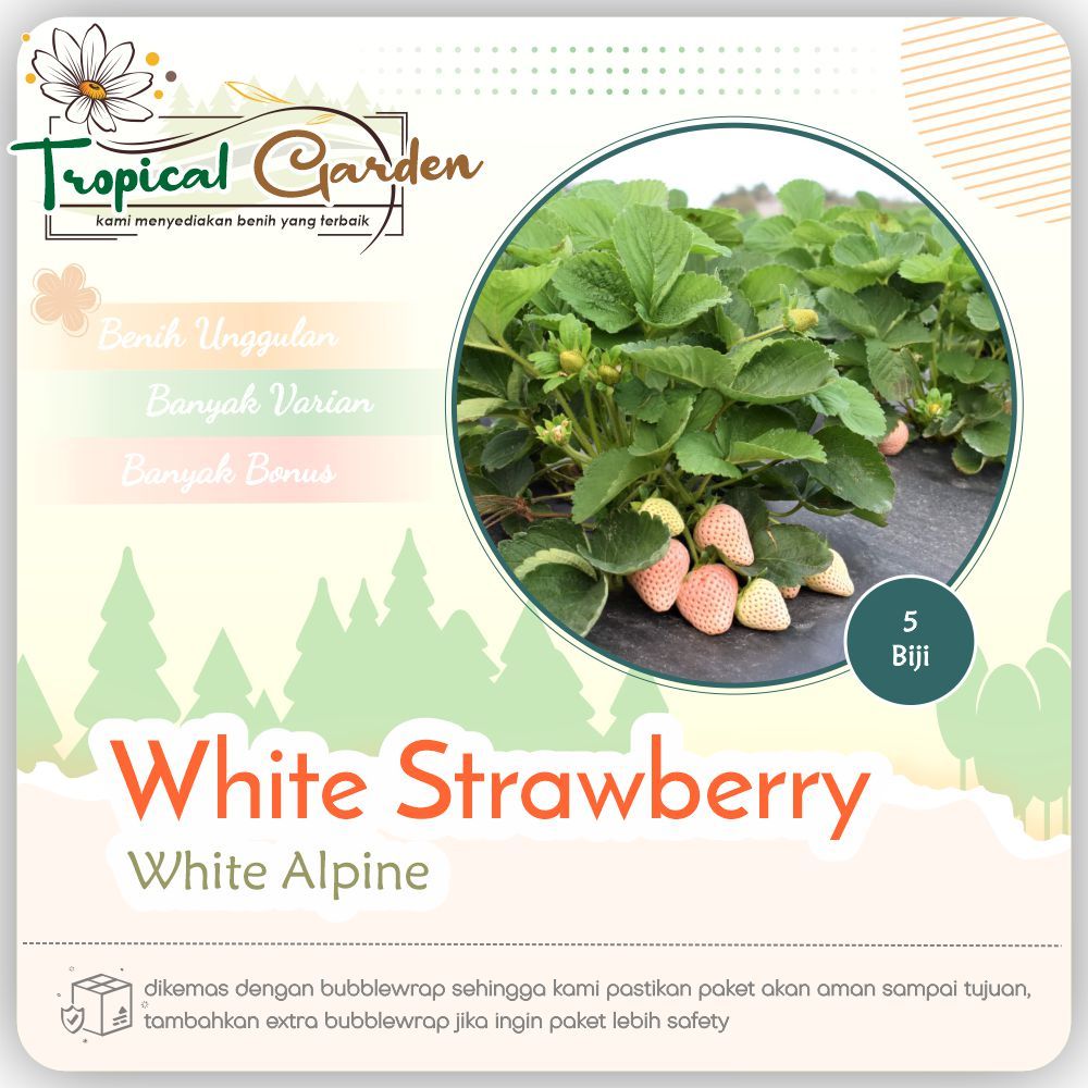 Benih Buah Strawberry Putih Import / Biji White StrawberryCocok Tabulampot & Kebun Dirumah