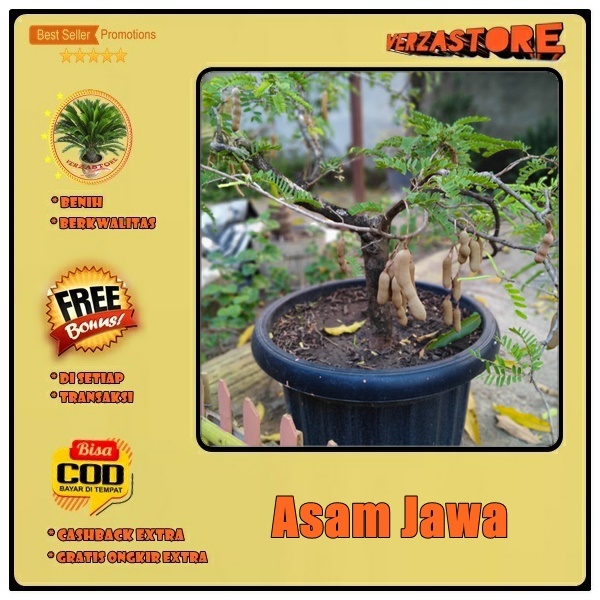 biji/benih/bibit buah asem bonsai asam jawa /10 biji