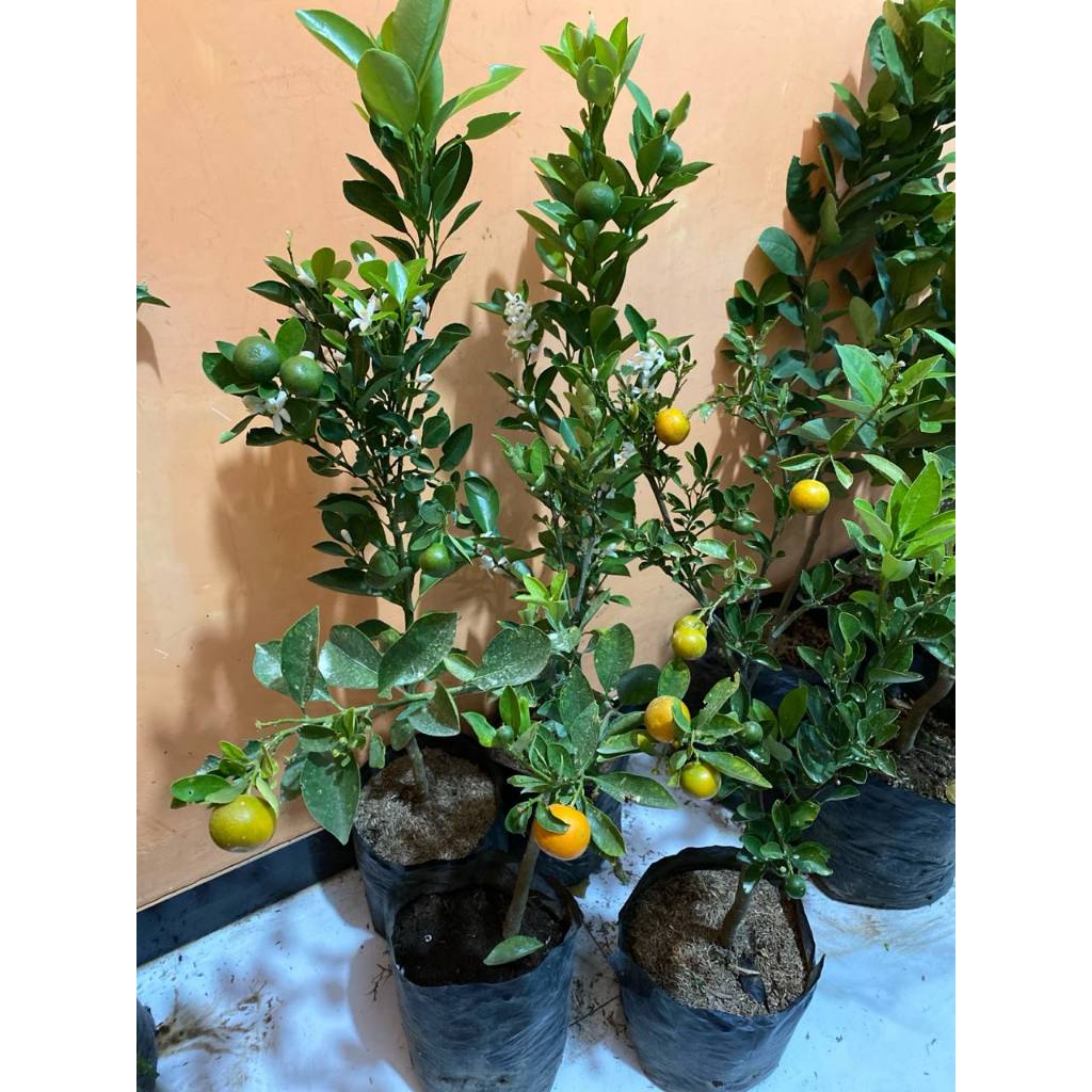 BIBIT JERUK ES KONDISI BERBUAH SPESIAL LIVE 5.5