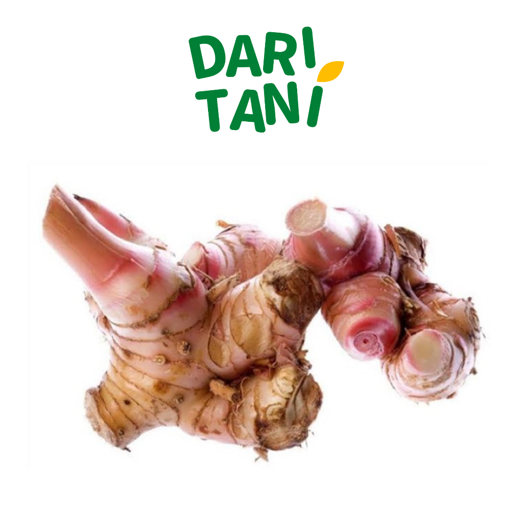 

DariTani Lengkuas 200gr