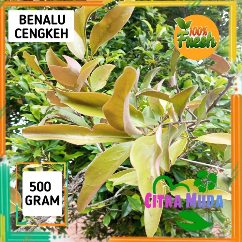 

BENALU CENGKEH 500gram Asli