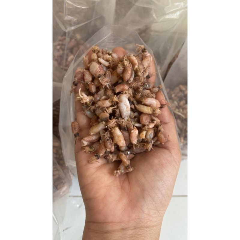 

baby cumi kering 1-2cm aman tanpa freezer berat 250gram
