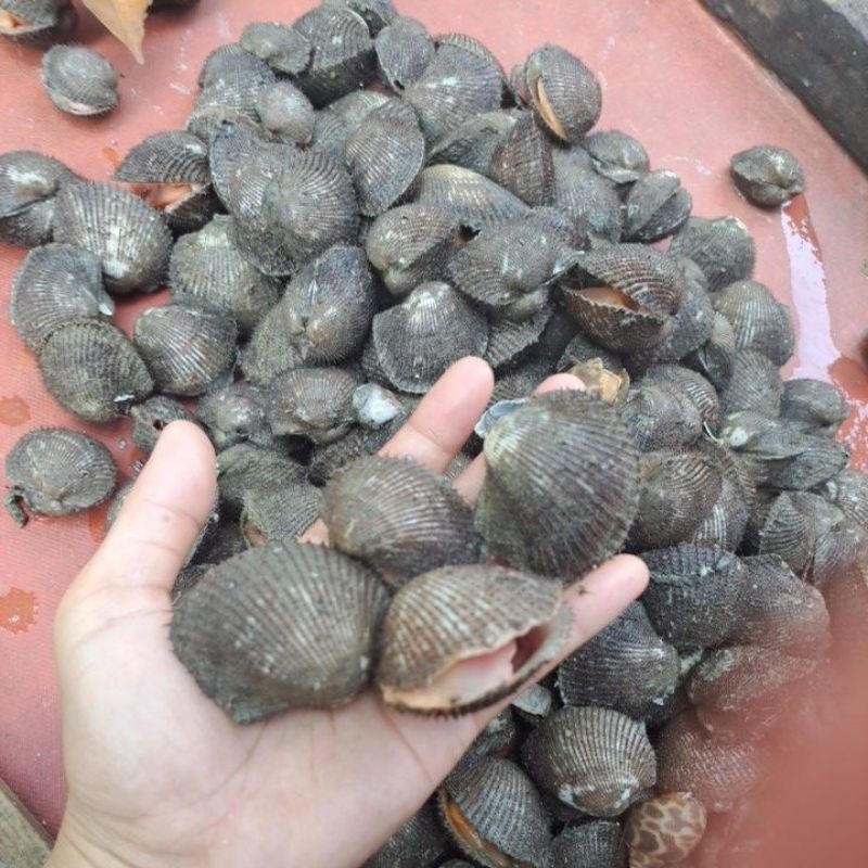 

KERANG BULU HIDUP 1KG