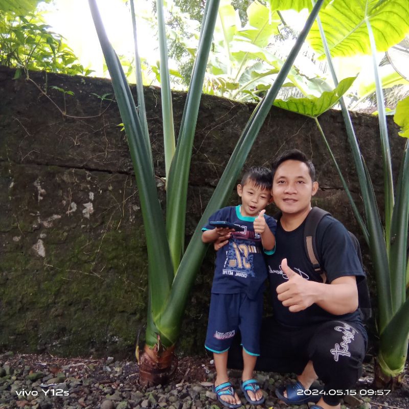 Bibit unggul TALAS BENENG JUMBO