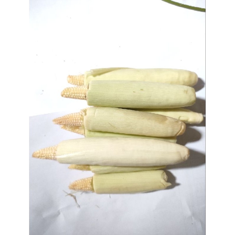 

putren/jagung muda