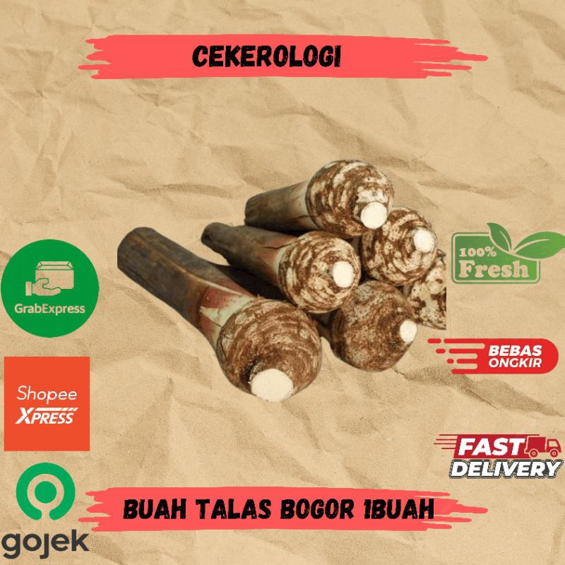 

Buah Talas Bogor 1buah / Buah Talas Bogor / Talas Bogor / Talas Bogor Fresh Berkualitas / JABODETABEK / Buah Talas / Talas / Buah / Buah Buahan