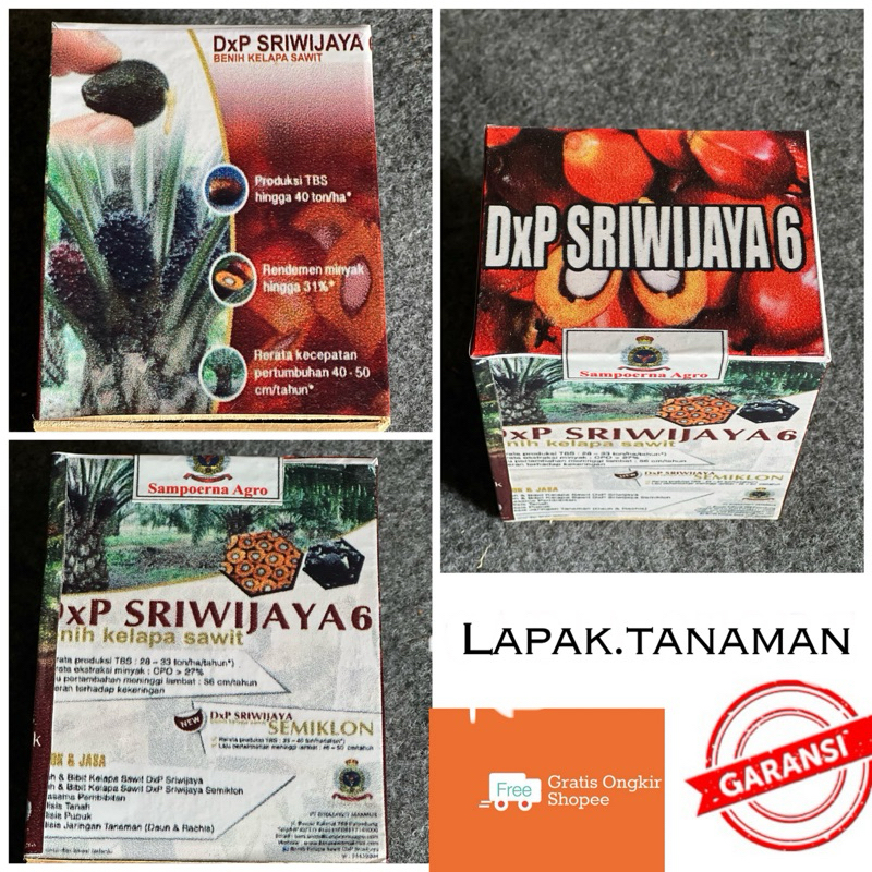 bibit sawit Sriwijaya 6 250 butir (bersertifikat)