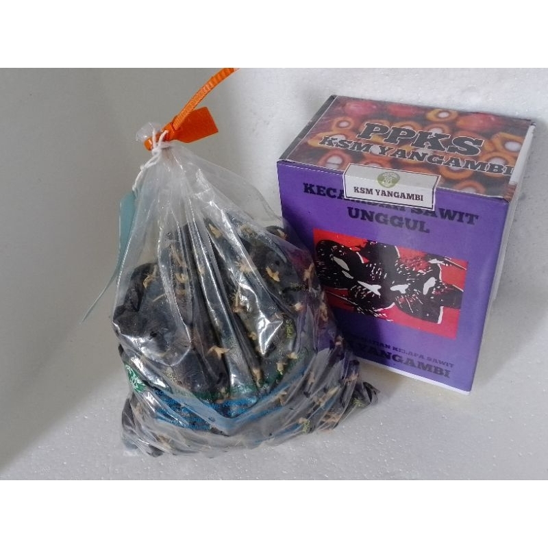 kecambah sawit unggul yangambi