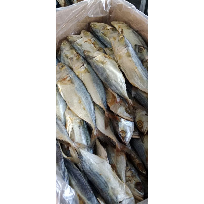

Ikan Asin Peda Tanggung 250gr Isi 3-4 Super Premium