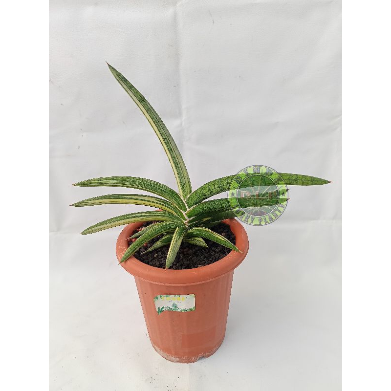 Sansevieria Blueclone/Lavranos 1970 varigata putih