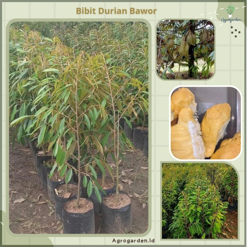 BIBIT BUAH DURIAN BAWOR SIAP BUAH DAN BERBUNGA - DURIAN BAWOR DEWASA - BIBIT DURIAN BAWOR - BIBIT DU