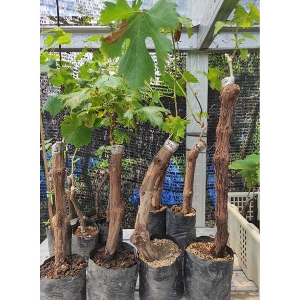 BIBIT ANGGUR IMPORT BONGGOL BESAR 2 JENIS