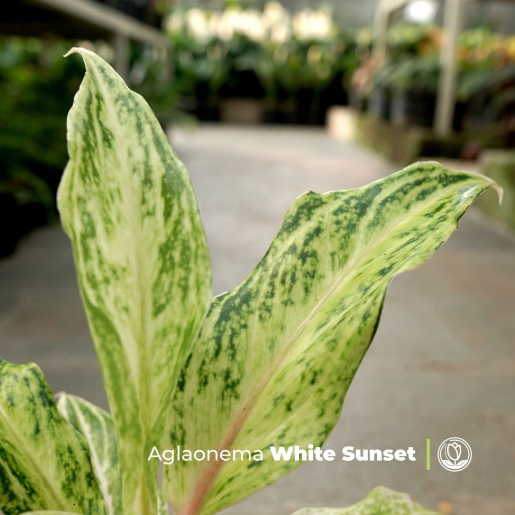 Aglonema White Sunset