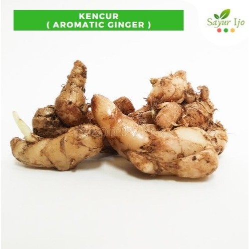 

Kencur 480 - 500 Gram Fresh Aromatic Ginger Bumbu Rempah Sayur Segar