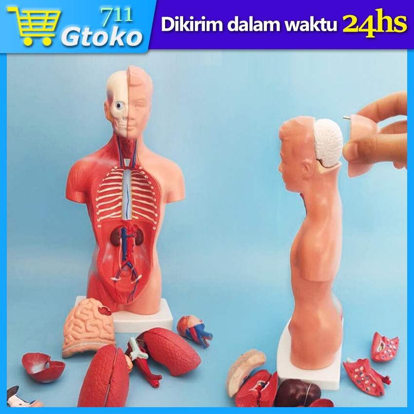 

Alat Peraga Model Manusia Torso Anatomi Setengah Tubuh Badan 28 cm