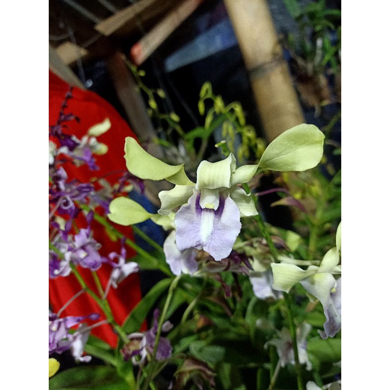 Dendrobium Keriting Berbunga ekonomis
